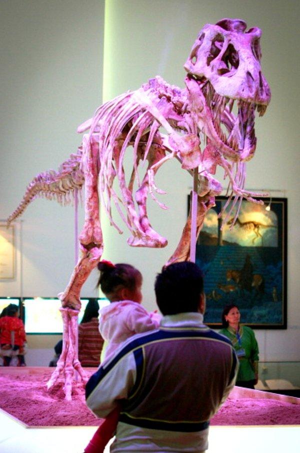 8. Dinozor kemikleri, 1 milyon doların üzerinde