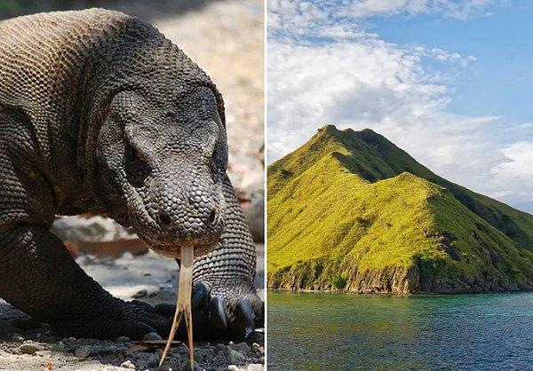 19. Endonezya'daki Flores Adasında bulunan komodo ejderine göz atın...