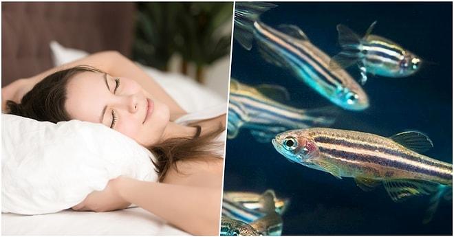 Nörologlar Balıkların Uykularındaki Beyin Aktivitesinin İnsanlardaki Aktivite ile Benzer Olduğunu Tespit Etti