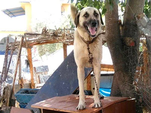 Doğançam Mahallesi'nde sokakta yürüyen A.A.Ç., komşuları Emine Yiğit'e ait 'Duman' adlı köpeğin havlamasına sinirlendi.