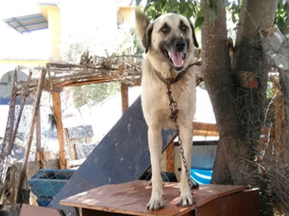 Havlamasına Sinirlenmiş... Duman İsimli Köpek Tüfekle Vurularak Katledildi