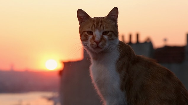 12. Kedi (2016)