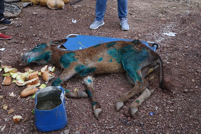 Vatandaşlar Buldu ve Tedavi Altına Alındı: Yaralı Eşek Ormanlık Alanda Ölüme Terk Edildi