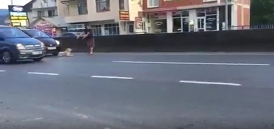 Yola Yatmış Köpeği Sözleriyle İkna Etmeye Çalışan Adamın Zor Anları