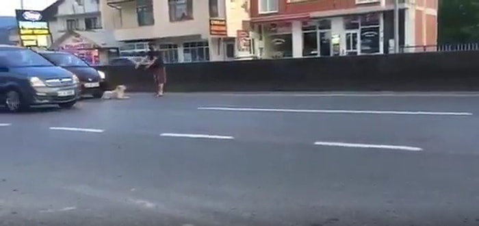 Yola Yatmış Köpeği Sözleriyle İkna Etmeye Çalışan Adamın Zor Anları