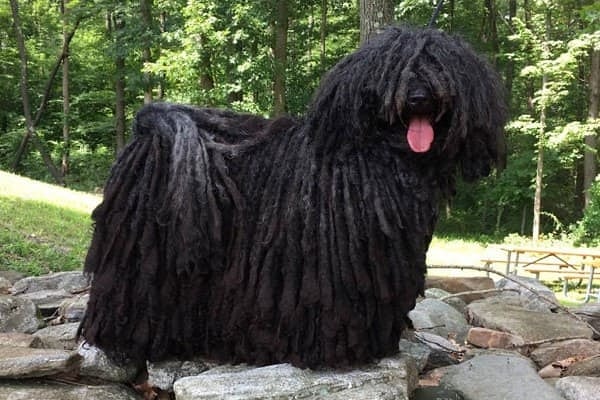 5. Как называется эта порода пастушьих собак?