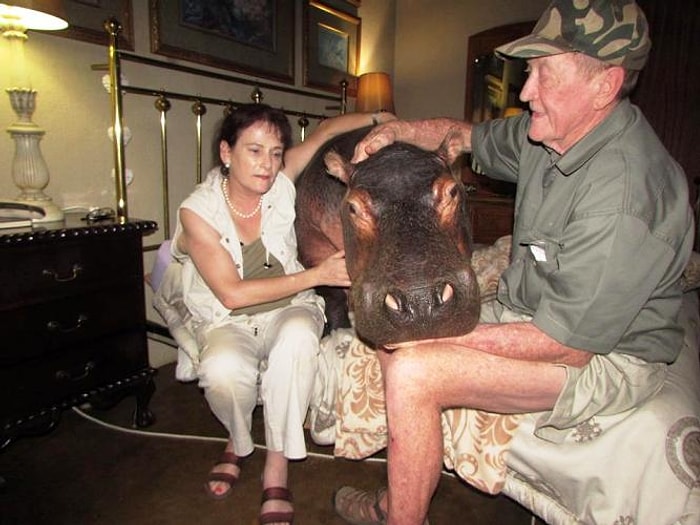 19 Yıl Önce Evlerinin Önündeki Nehirde Tanıştıkları Su Aygırını Besleyip Ona Kendi Çocukları Gibi Bakan Çift