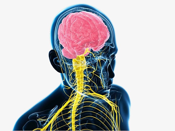 16. Что покрывает и защищает центральную нервную систему?