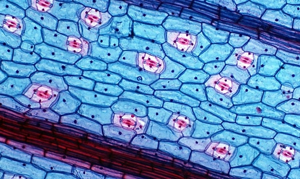 3. Наиболее удаленная от середины часть клетки называется...