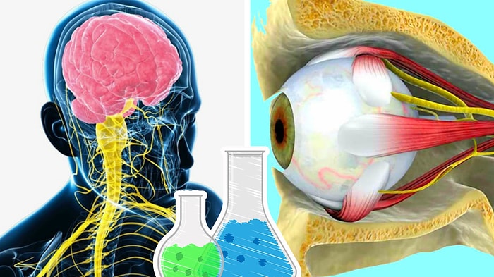 Тест: Если вы не пройдете 80% этого теста по биологии, то в школе у вас были одни «двойки»