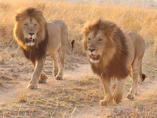 Independent'ın yayınladığı habere göre, bir çift öldürdükleri aslanın yanında öpüşerek çektikleri fotoğrafla bir rezalete imza attı.