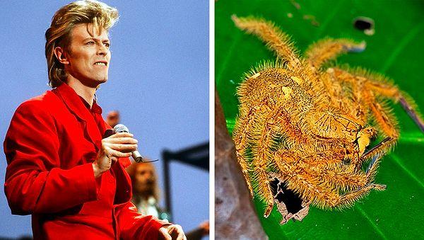 8. David Bowie'den sonra bir örümceğe Heteropoda David Bowie adı verildi.