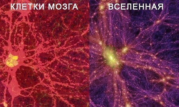 5. Чего больше: клеток в человеке или звезд в нашей галактике?