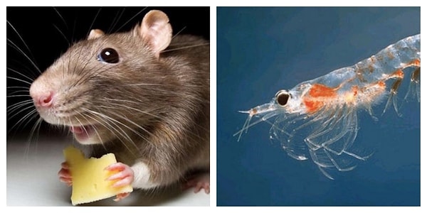 2. Каких живых существ на планете больше всего?