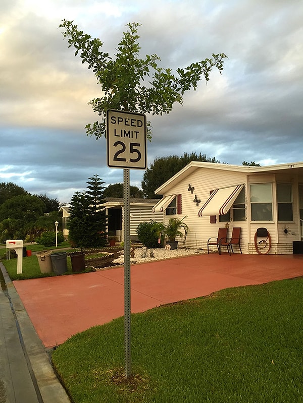 20. Дерево, проросшее в дорожном знаке