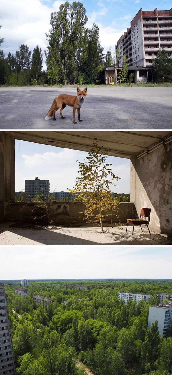 23. Природа побеждает цивилизацию в городе Припять