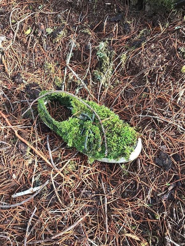 24. Потерянный в лесу кед