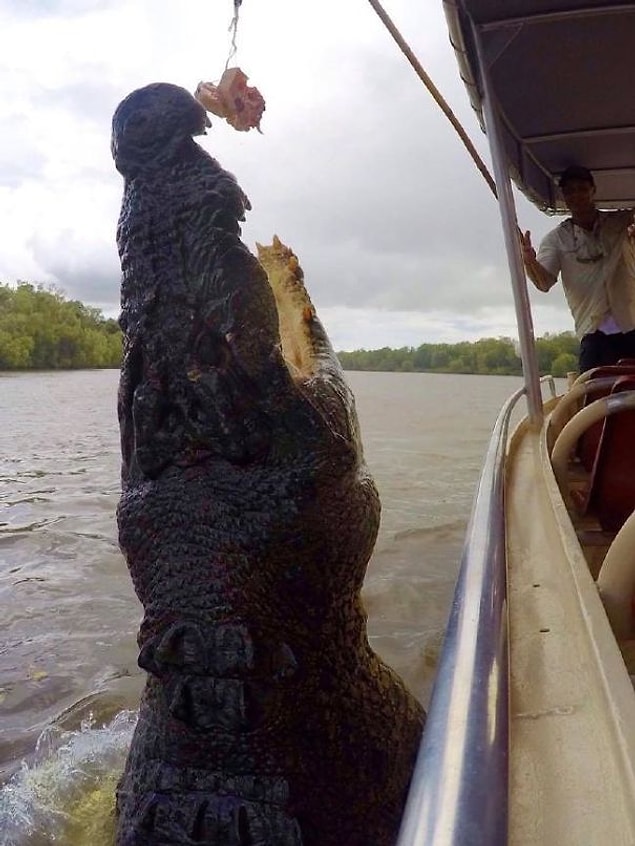 12. Bir tuzlu su timsahı olan Crocodylus Porosus.
