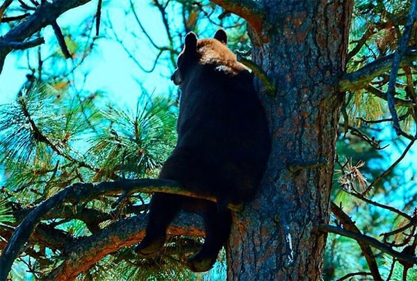 13. У нас даже медведи грустят