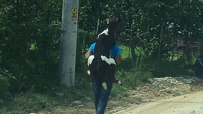 Düzce'de Duygulandıran Görüntü: Selde Yaralanan Buzağıyı Sırtında Taşıdı