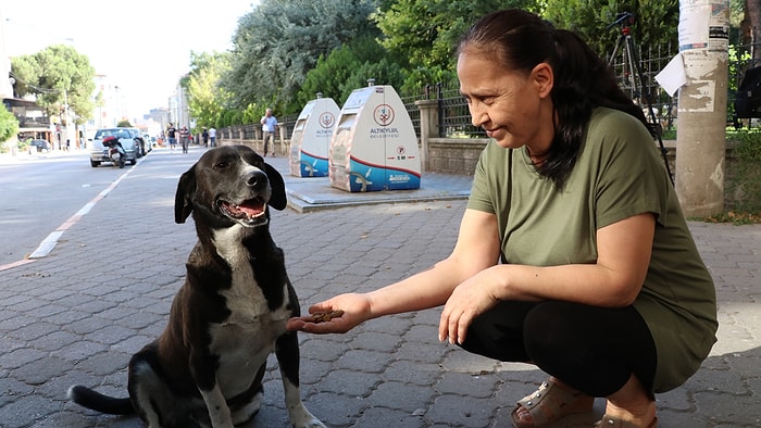 Emekli Maaşı ile 18 Köpeği Besliyor: 'Onların da Sevilmeye İhtiyacı Var'