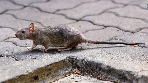 Evet, bunu da kimyasal yollarla serotonin üretmesi engellenen fareler üzerinde denemişler ve farelerin acımasız, saldırgan varlıklara dönüştüğünü görmüşler...