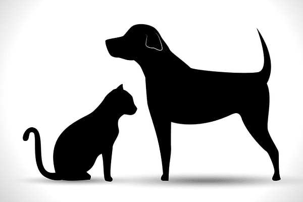 6. Вам больше нравятся собаки или кошки?