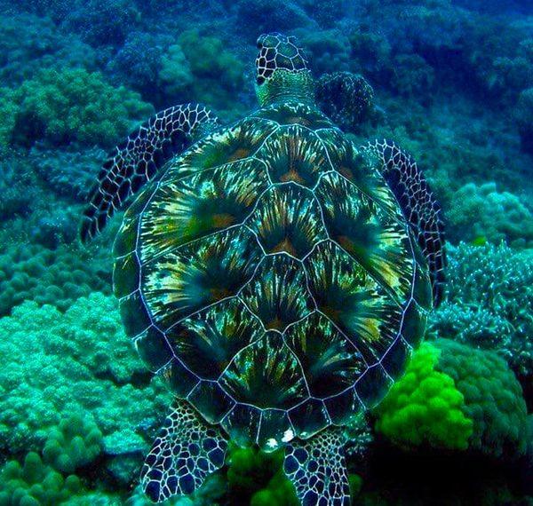 7. Yeşil deniz kaplumbağasının kamufle yeteneklerini sorgulamaya hiç niyetimiz yok.