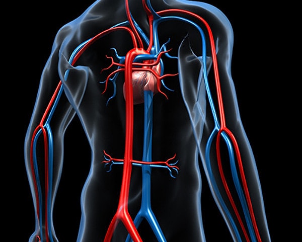 7. А главная артерия организма - это...