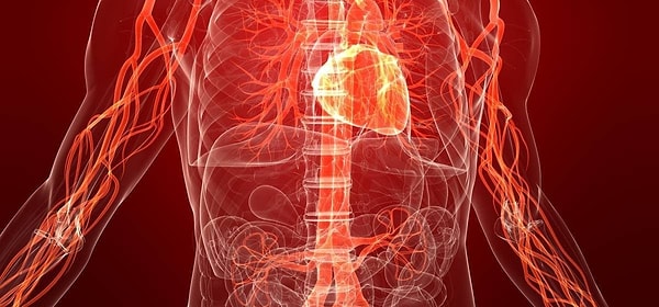 8. Движение крови по кровеносным сосудам - это...