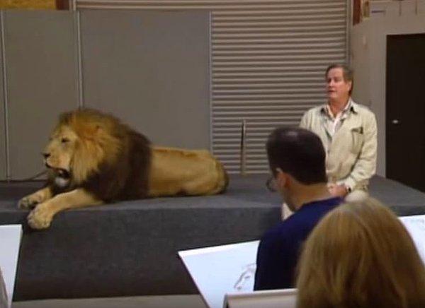 10. Animatörlerin incelemesi için stüdyoya gerçek aslanlar getirildi.