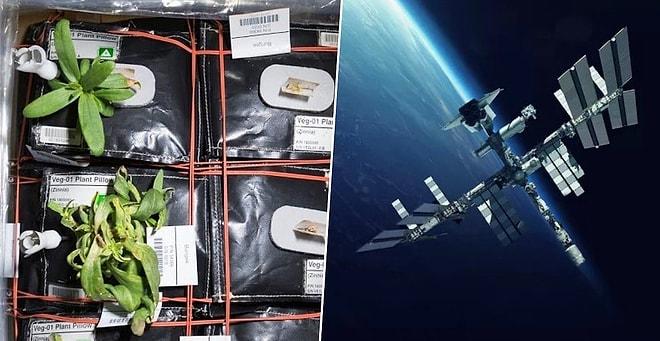 Uluslararası Uzay İstasyonu'nda Bir İlk: NASA, Uydularında Yetiştirmeyi Planladıkları Meyveyi Açıkladı