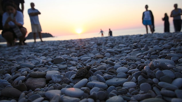 Görevlilerce açılan iki yuvadan bir canlı caretta caretta yavrusu denizle buluştu. Yuvalardan gece saatlerinde toplam 85 yavrunun denize ulaştığı tespit edildi.