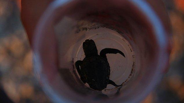 Kemer Kaymakamı Hüseyin Karameşe, gazetecilere yaptığı açıklamada, yaklaşık iki ay önce 3,5 kilometrelik Çıralı sahilinde ana kaplumbağaların yumurtalarını bırakmaya başladığını belirtti.