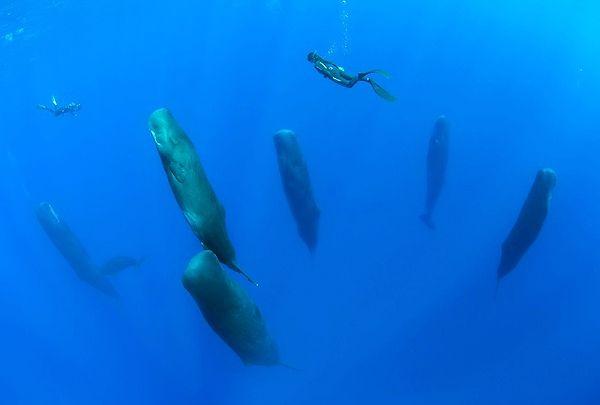 7. İspermeçet balinaları dikey pozisyonda uyurlar.