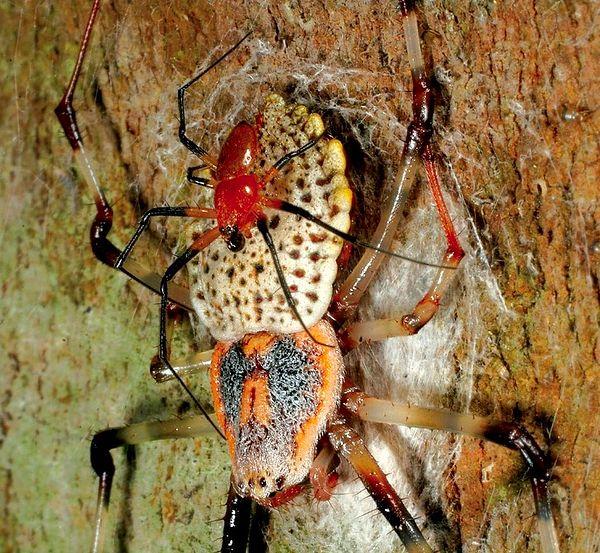 10. Bu örümcek, hayatındaki tek cinsel birleşmede artık bir daha ihtiyaç duymayacağı genital bölgesini ısırıp koparır.