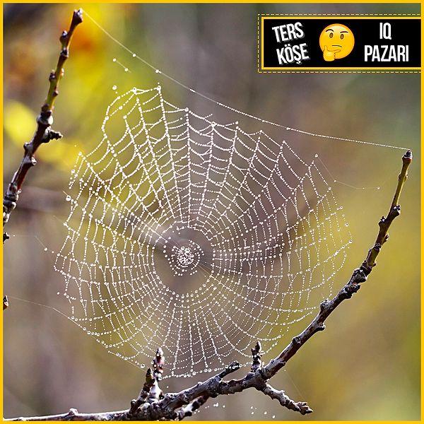 10. Örümcekler neden kendi ağlarına yakalanmaz?
