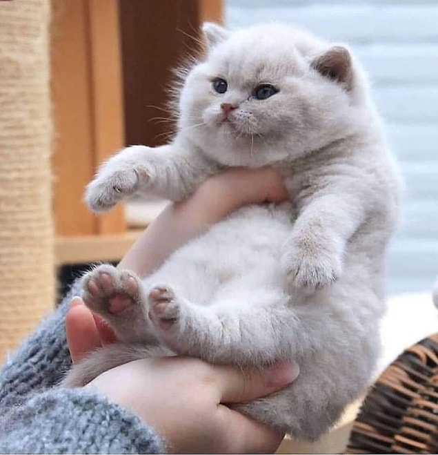 4. Tombiş ve de minik bir kedi!