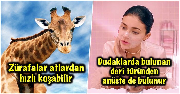 Etkilemek İstediğiniz İnsanla Muhabbet Ederken Araya Sıkıştırdığınız Zaman Havanıza Hava Katacak Kısa ve Eğlenceli 17 Bilgi