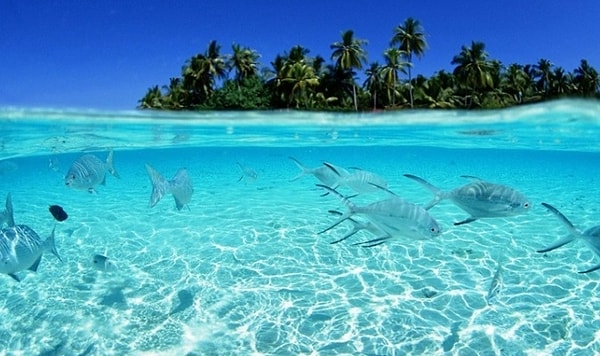 2. Какое из этих животных обитает НЕ в океане?