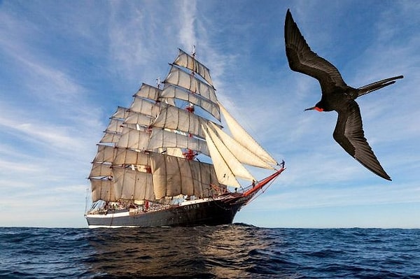 4. Так называют птицу, а еще корабль: