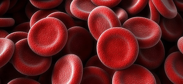 5. Каких клеток больше в крови?