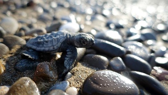 Denizle Buluşuyorlar: Antalya'da Yavru Carettaların Zorlu Yolculuğu Başladı