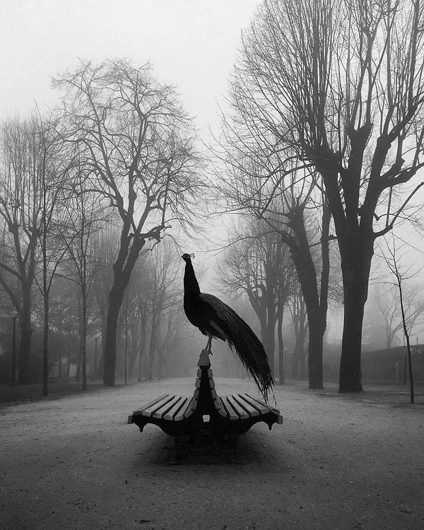 6. Диого Лаге – 1-е место в категории "Животные"