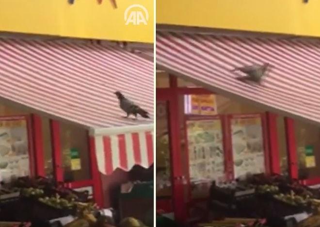 Marketin Tentesini Kendisine Kaydırak Yapıp Bir Güzel Eğlenen Güvercin