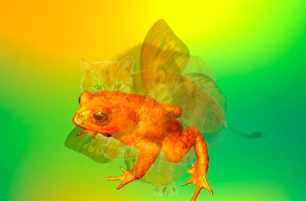 Вы увидели лягушку: