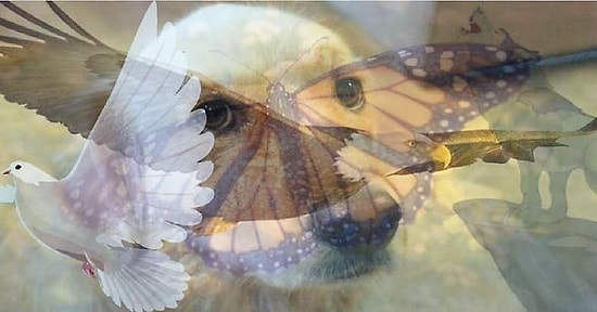 Тест: То животное, которое вы увидели первым, является точным отражением вашего характера