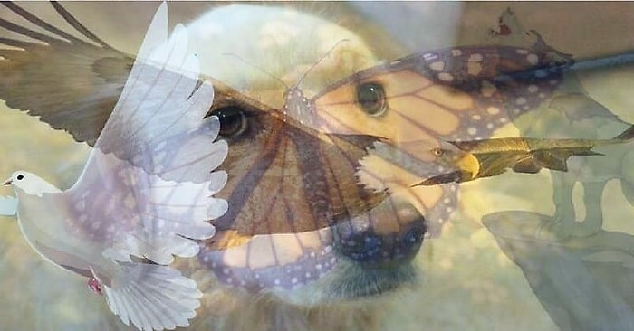 Тест: То животное, которое вы увидели первым, является точным отражением вашего характера