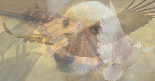 Сделайте свой выбор: