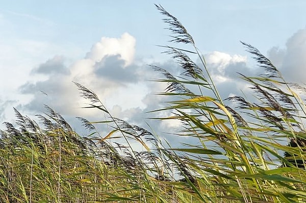 4. «Посеешь ветер, пожнёшь…»?